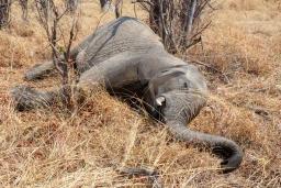 "Animals In Zimbabwe Dying At A Young Age Due To Longer Droughts" - ZIMPARKS
