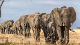 Elephants From Zimbabwe's Hwange National Park Migrating To Botswana Due To Water Scarcity