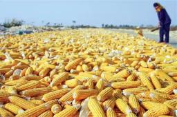 Zimbabwean Grain Millers In Brazil To Source Maize