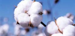 Cotton Marketing Season Set For June