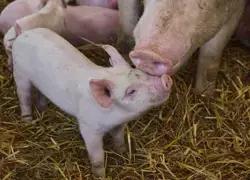 PIG FARMING MASTERCLASS