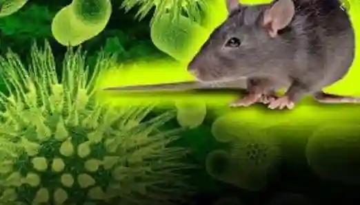 Another  Disease Emerges In China, A Chinese Man Dies After Testing Positive For Hantavirus