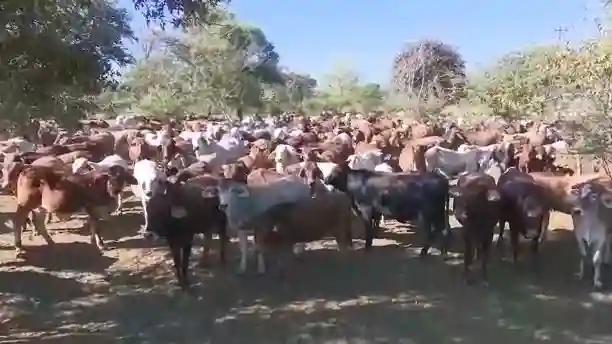 Beitbridge Cattle Farmers Anxious As Pastures Dwindle Due To El Nino-induced Drought