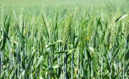 GMB's Delayed Payments Hamper Wheat Farmers’ Winter Crop Season