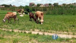 Government Says To Confiscate Stray Livestock Along Major Roads