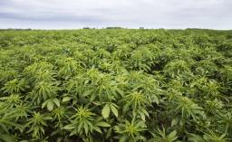 Harare Can Be The Cannabis Production Hub In Zimbabwe - Mafume