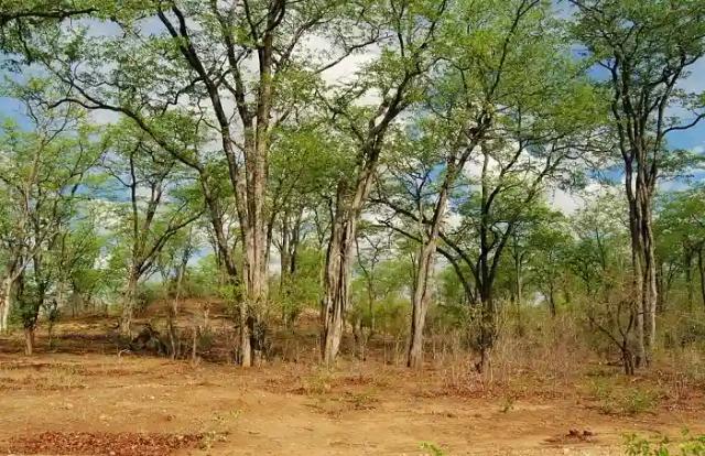 Indiscriminate Tree Cutting A Security Threat - ZANU PF MP
