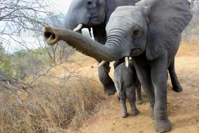 Mother And Baby Trampled To Death By Elephant