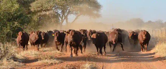 Mysterious Cattle Disease Invades Gutu, Masvingo
