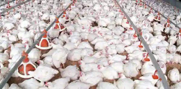 Some Farmers Feeding Chickens ARV's