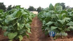 Tobacco Farmers Want Afforestation Programme To Be Expedited
