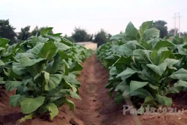 US$214 Million Worth Of Tobacco Exported