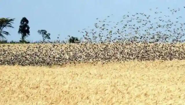 Wheat Production: Two Planes Refurbished To Curb The Threat Of Quelea Birds