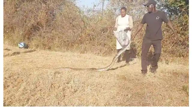 Woman Claims Python Ran Over By A Bus Was Her "Gift" From Ancestors