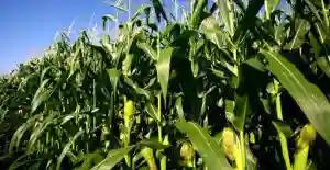 Zambia Offers To Produce Maize For Zimbabwe Every Year