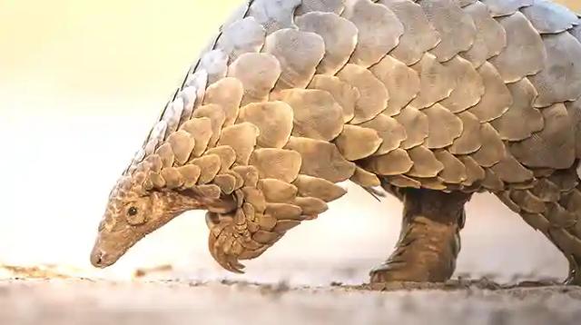 Zimbabwean Man Arrested While Selling Pangolins In South Africa