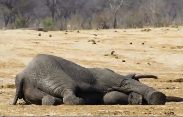 ZIMPARKS Says Over 100 Elephants Have Died Due To Drought