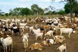Goats farming and selling 