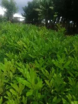 macadamia seedlings