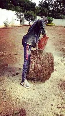treecutting bulawayo