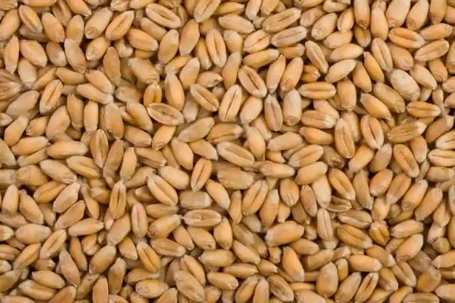 100 Zim-bound Truckloads Of Wheat Stuck At Beira