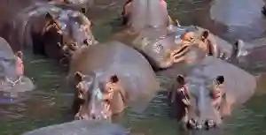 11 hippos die in the past two weeks in Binga