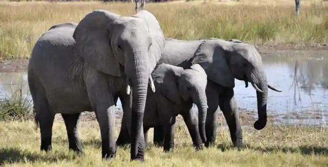 115 Elephants Die At Hwange National Park Due To The Prevailing Drought - Report