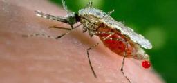 137 Die From Malaria In Manicaland