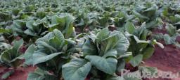 2017 tobacco season to expected to open early