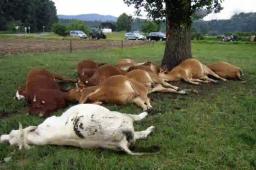 24 'Pass On Scheme' Heifers Donated By VP Chiwenga Die In Buhera