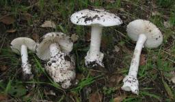 3 Family Members Die After Eating Poisonous Mushroom, 6 Hospitalised