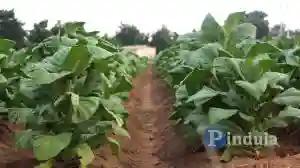 448 Farmers Blocked From Selling Their Tobacco