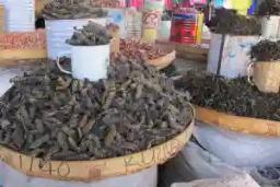 5 Things About Mopane Worms You Probably Didn't Know