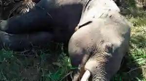 7 Elephants Found Dead At Hwange National Park
