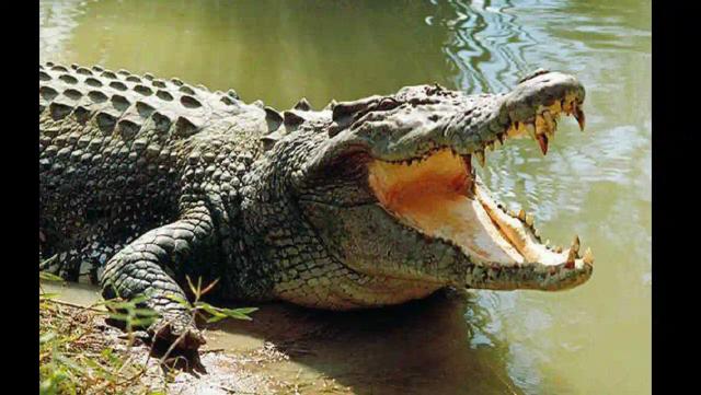 8-year-old Boy Killed By Crocodile While Swimming In Runde River, Shurugwi