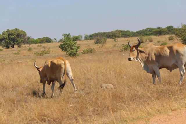 95 Cattle Worth US$60 000 Stolen From CSC Farm