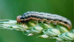 Army worm reported in 7 of Zimbabwe's 8 maize growing provinces