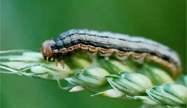 Armyworms Invades Mberengwa