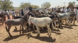 AU Approves Ban on Slaughtering Donkeys For Their Hides