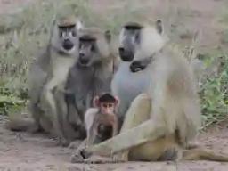 Baboons Terrorise Kariba Residents