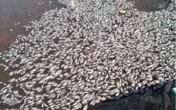 Beitbridge School Loses Fish To Suspected Poisoning