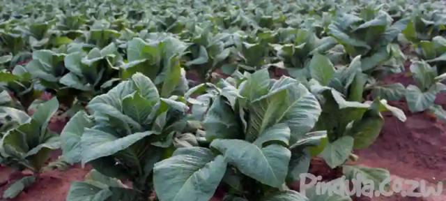 Black farmers are producing more tobacco than whites ever did says Mnangagwa