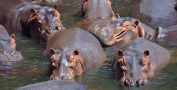 Border Jumper Dies After Hippo Attack