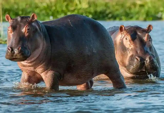 Border Jumper Killed By Hippos In Beitbridge - Report