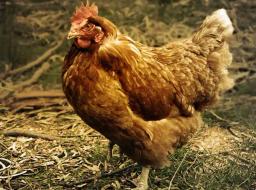Botswana bans poultry products from Zim due to outbreak of Avian Flu