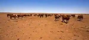 Botswana Kills & Burns 600 Stray Zim Cattle