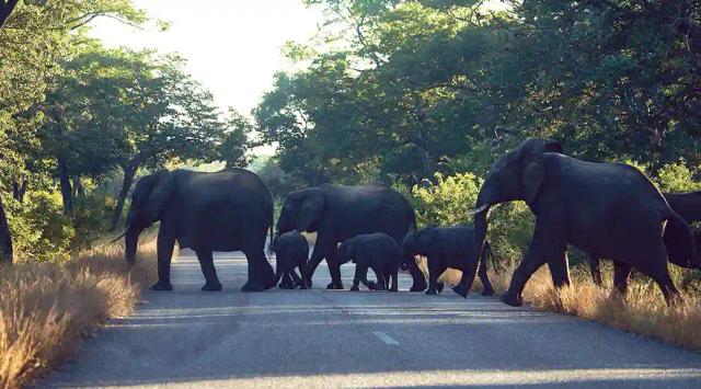 Botswana President Threatens To Send Germany 20 000 Elephants