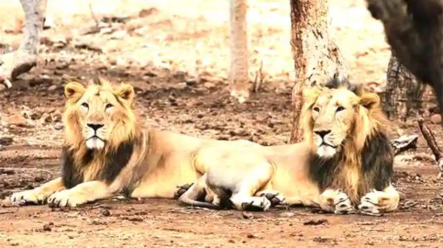 Boy Fights Off Lion With Bare Hands To Save Sister