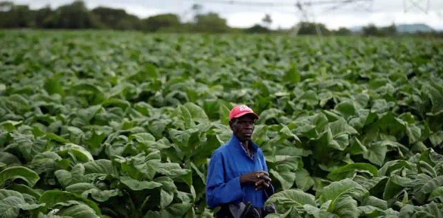Bullion Leaf Tobacco To Conduct Contract Sales At Their Auction Floors