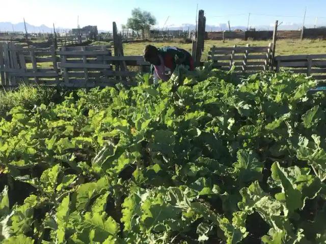 Cape Town Based Zimbabwean Mother & Daughter Duo Start Veggie Farm After Losing Business Due To COVID-19